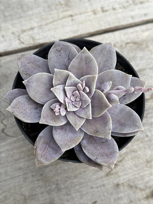 Graptopetalum superbum