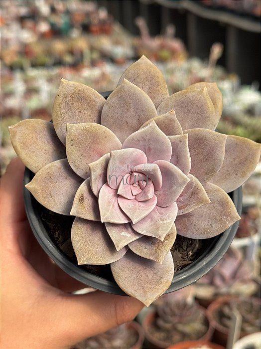 Graptopetalum superbum