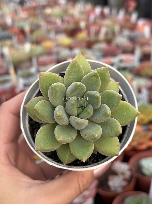 Pachyveria rough