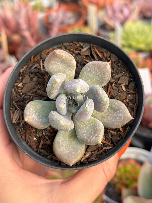 Pachyveria draco