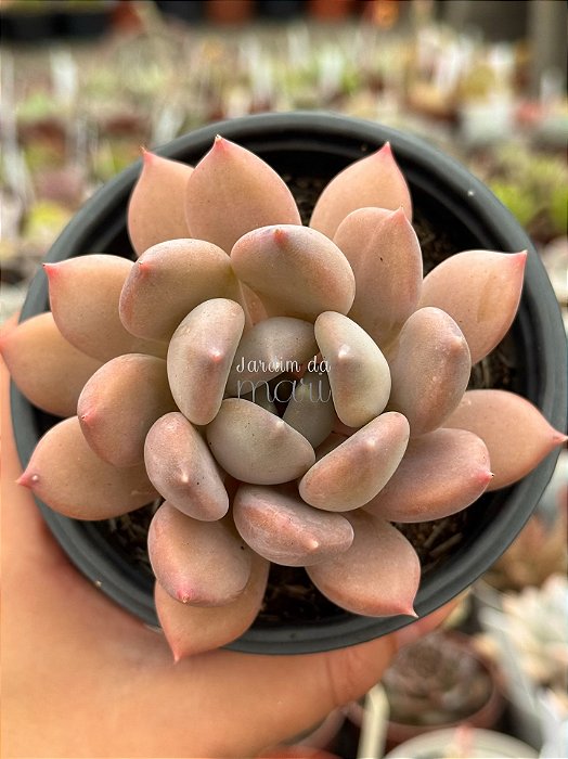 Pachyveria draco
