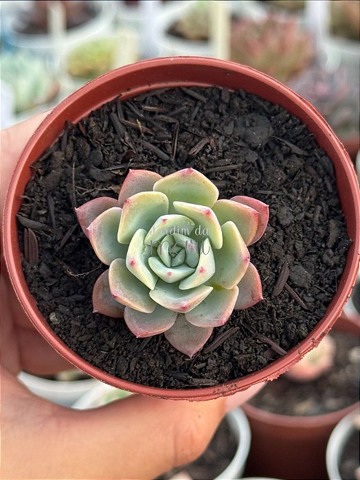 Echeveria imbricata hb
