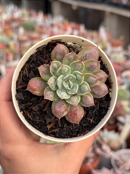 Echeveria raindrops x parva