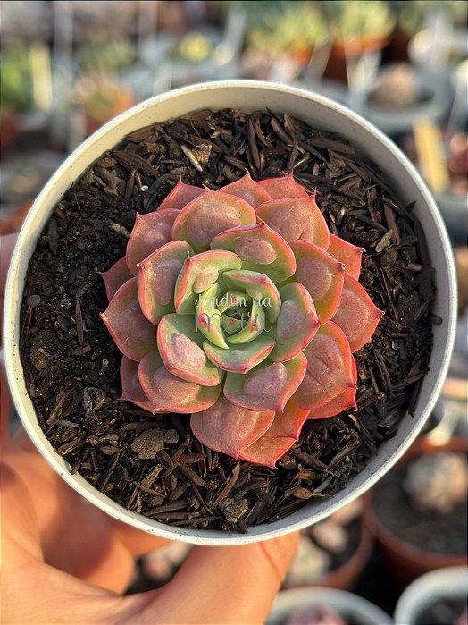 Echeveria raindrops x parva