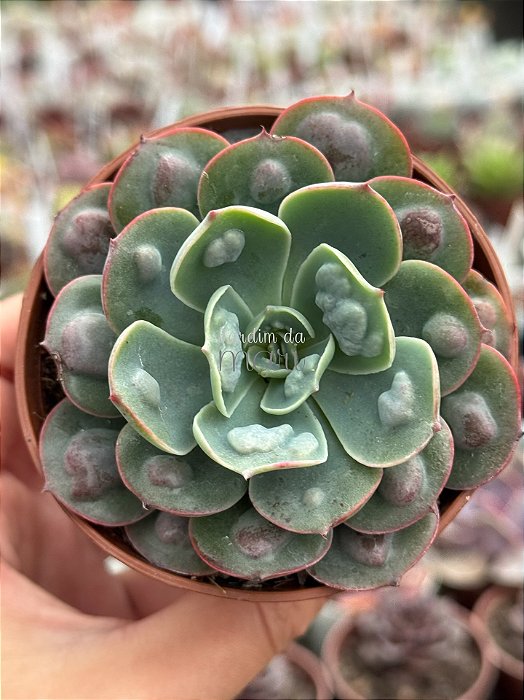 Echeveria raindrops