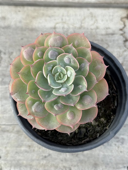 Echeveria raindrops