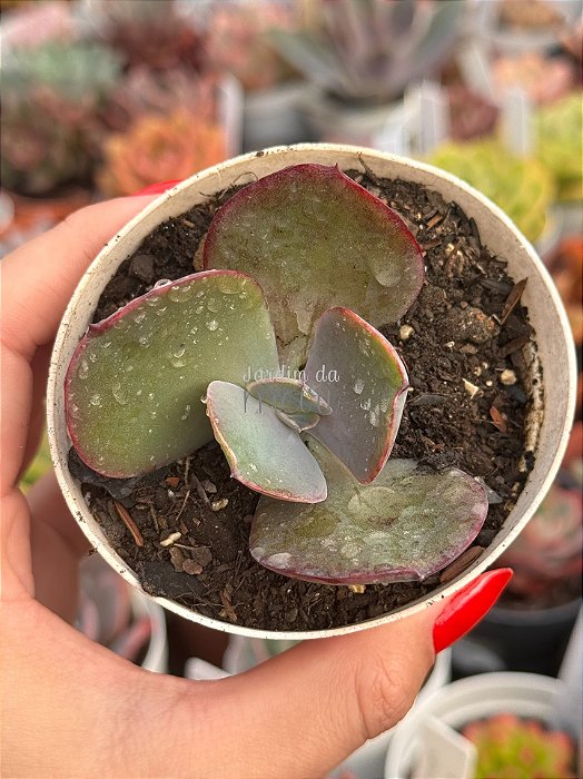 Echeveria lilac frost (sem raiz)