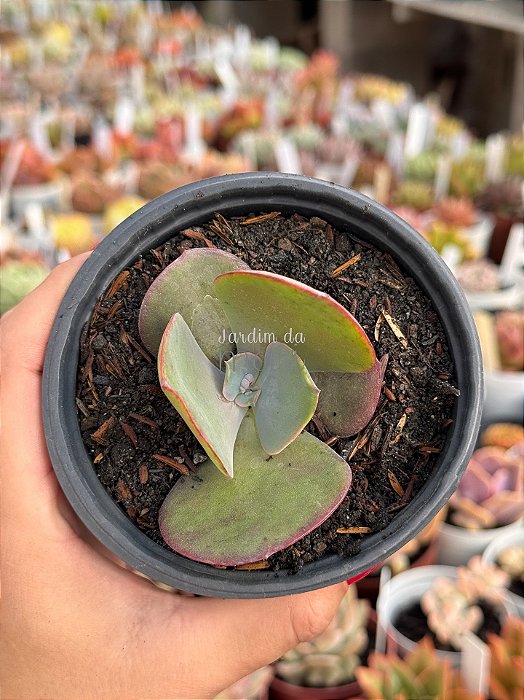 Echeveria lilac frost (sem raiz)