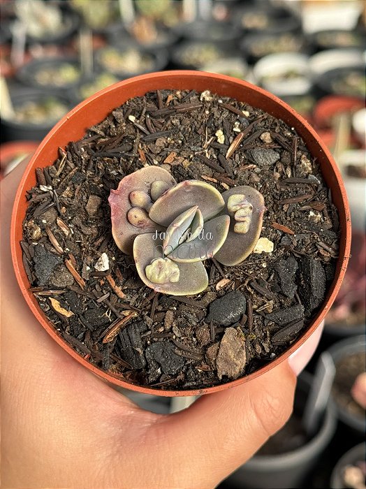 Echeveria lilac frost