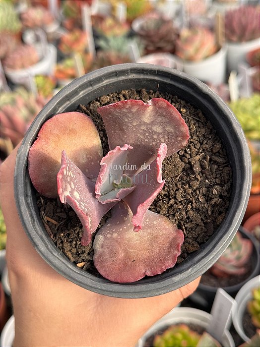 Echeveria capricorn P