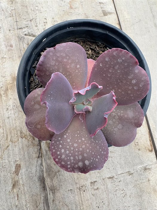 Echeveria capricorn P (sem raiz)
