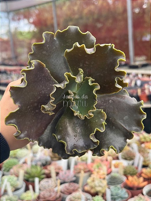 Echeveria ink lady