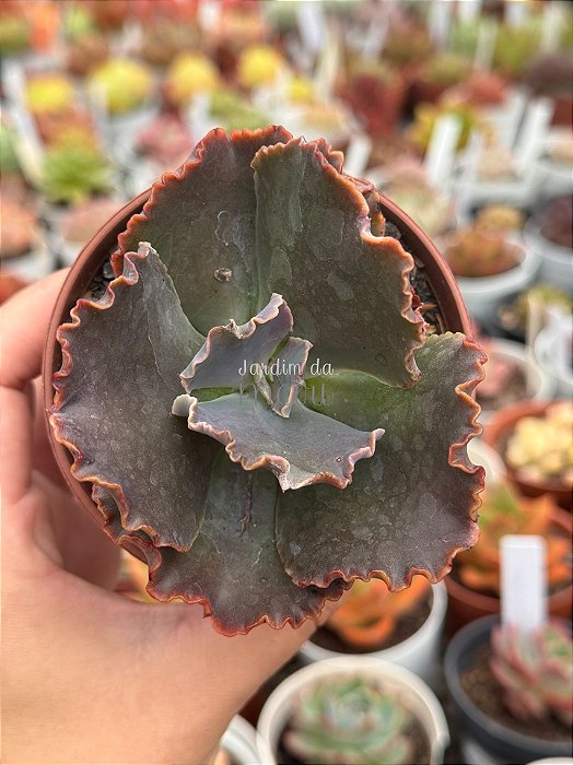 Echeveria moniang