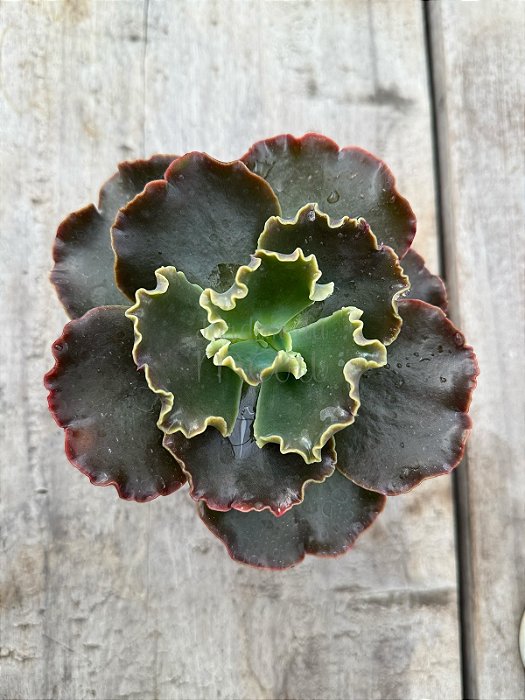 Echeveria moniang