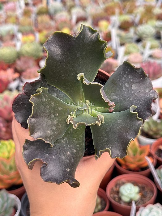 Echeveria moniang