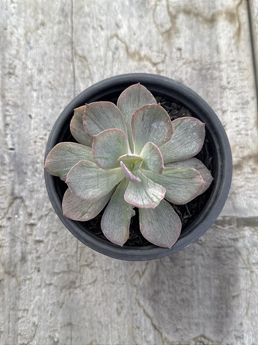 Echeveria pampoteus variegata