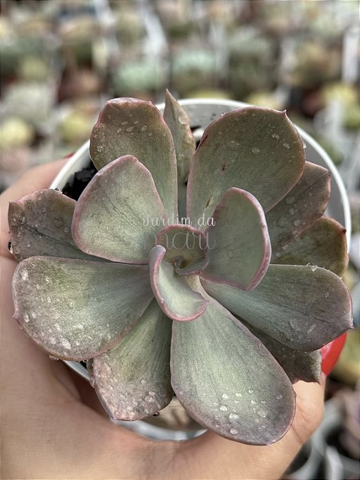 Echeveria pampoteus variegata