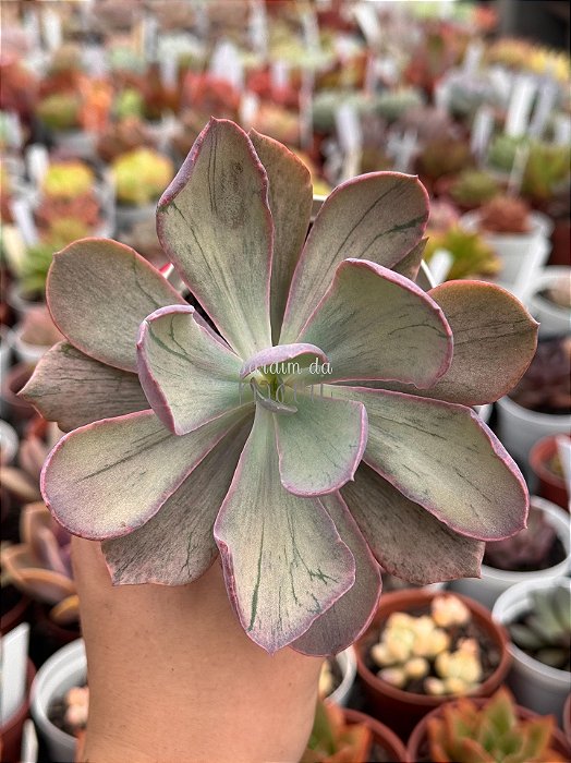 Echeveria pampoteus variegata