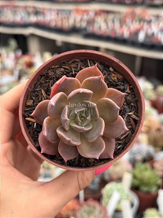 Echeveria marron