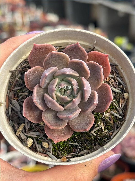 Echeveria marron