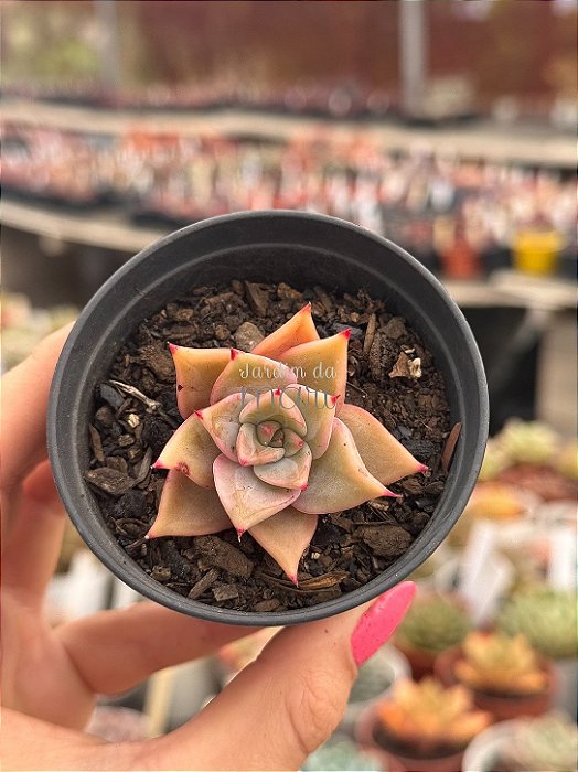 Echeveria madiba