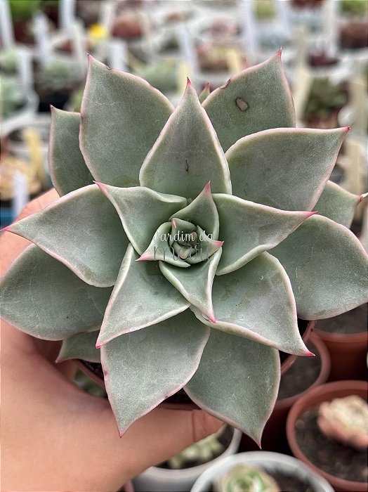Echeveria madiba
