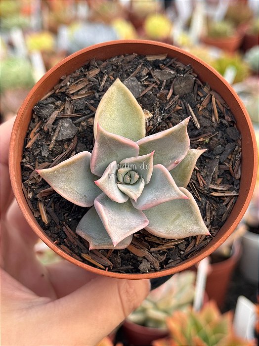 Echeveria madiba
