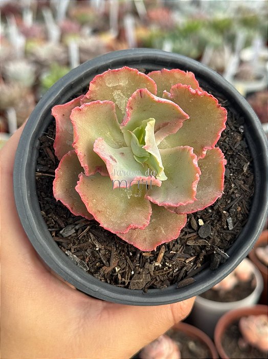 Echeveria chantilly dragon fin reversa