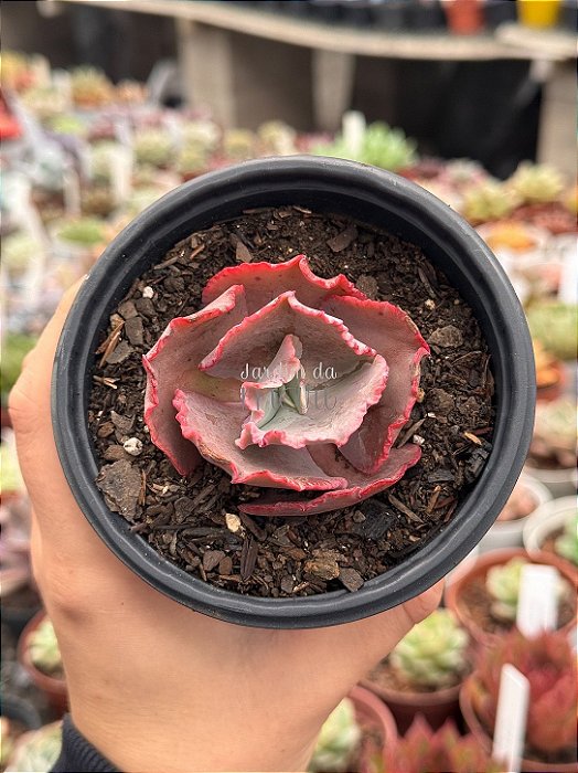 Echeveria gorgon's grotto (pouca raiz)