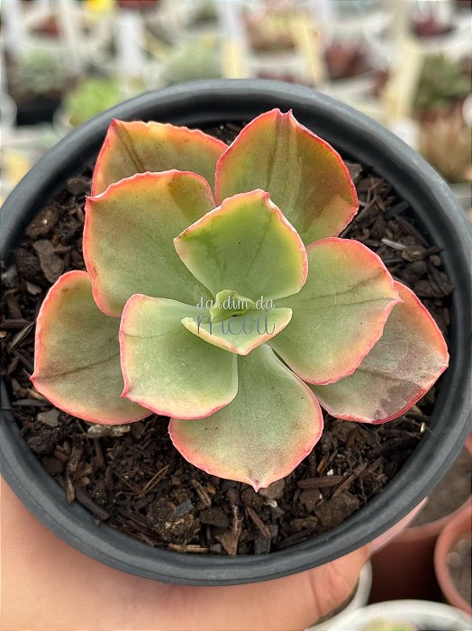 Echeveria tornado variegata
