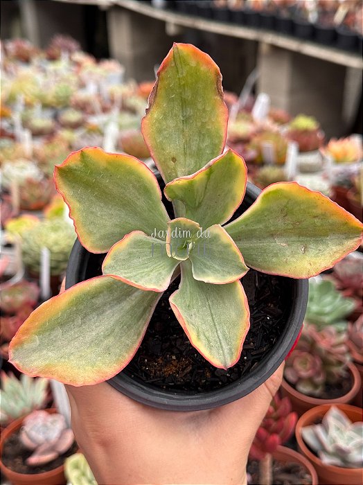 Echeveria tornado variegata