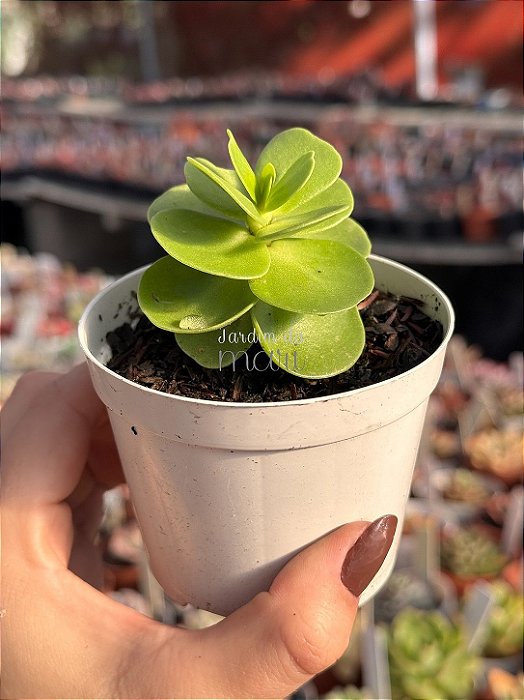 Portulaca molokiniensis