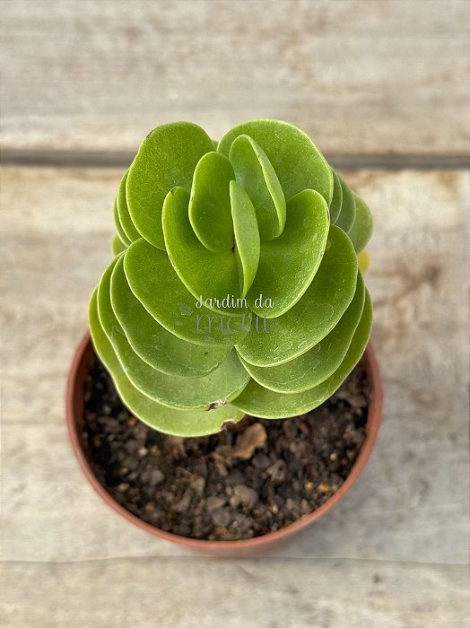 Portulaca molokiniensis