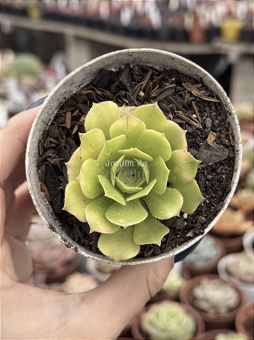 Aeonium gold emerald