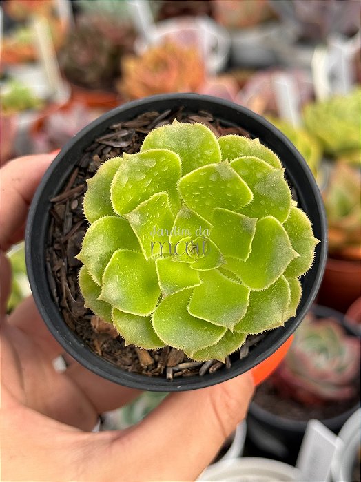 Aeonium gold emerald