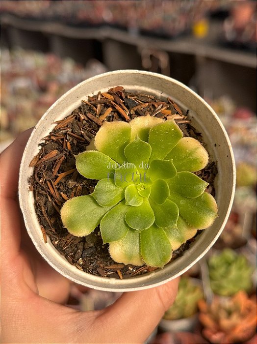 Aeonium gold emerald