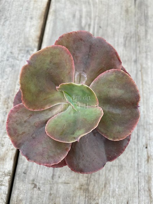 Echeveria bitters sweet ( SEM RAIZ)