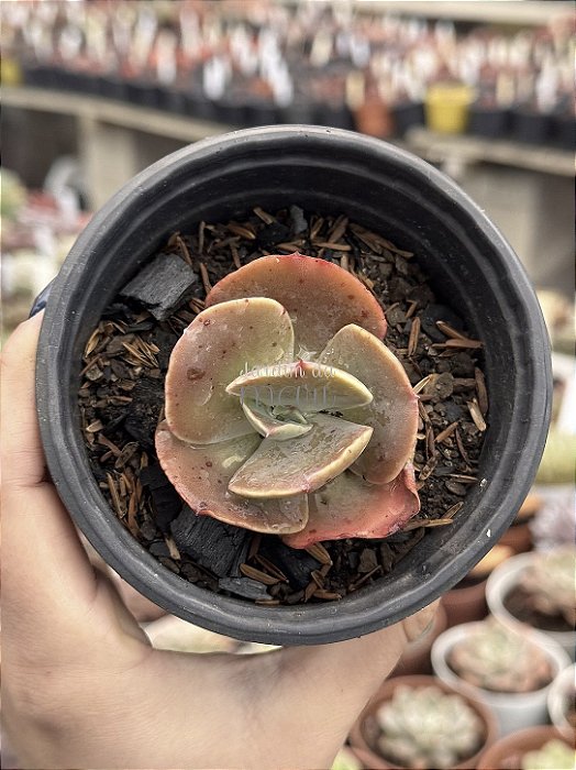 Echeveria HB Gladis Cuevas (Carunculas)