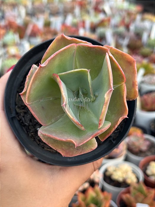 Echeveria HB Gladis Cuerva / verde