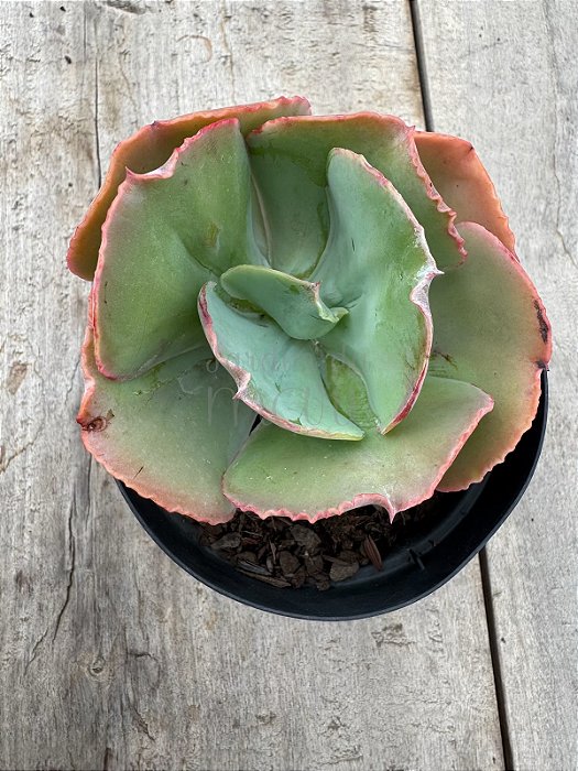 Echeveria HB Gladis Cuerva / verde
