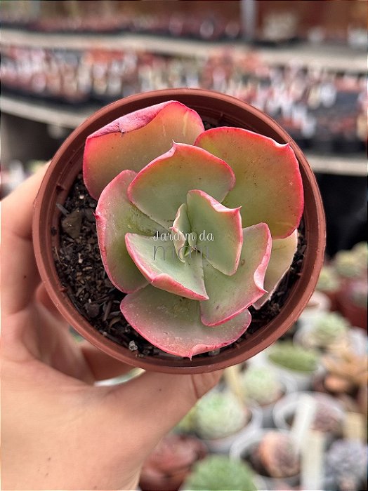 Echeveria flying cloud reversa