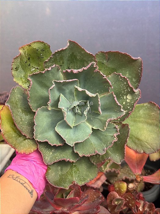 Echeveria flying cloud reversa