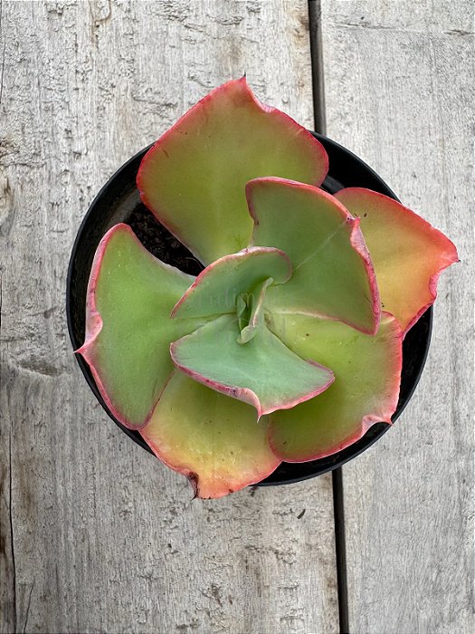 Echeveria flying cloud reversa