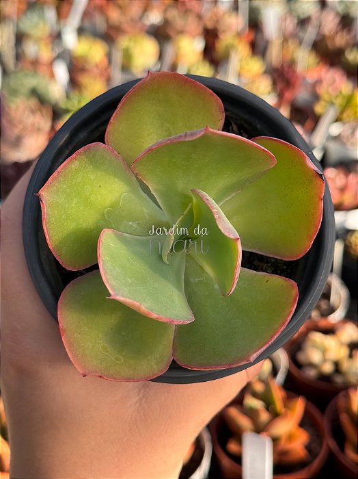 Echeveria flying cloud reversa