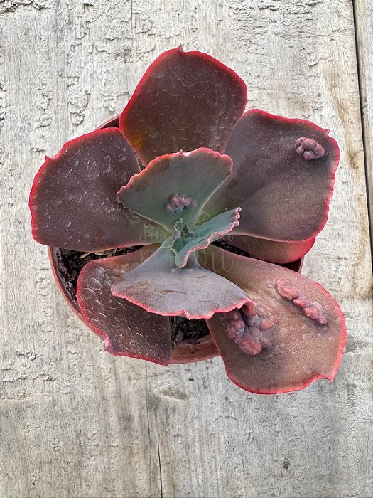 Echeveria momordica charantia M