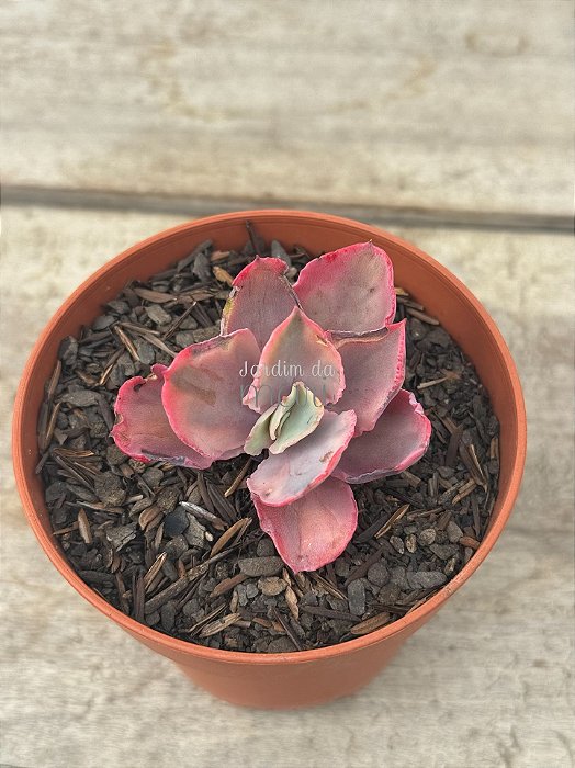 Echeveria chantilly marginata variegata