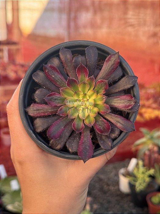 Aeonium mardi gras
