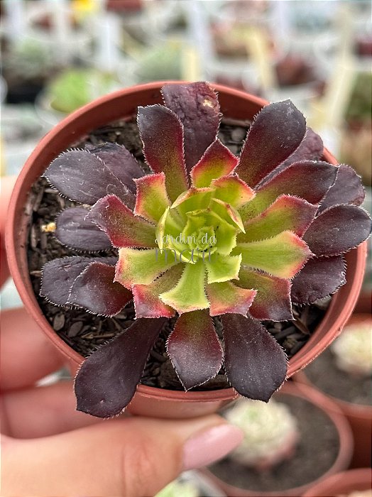 Aeonium mardi gras