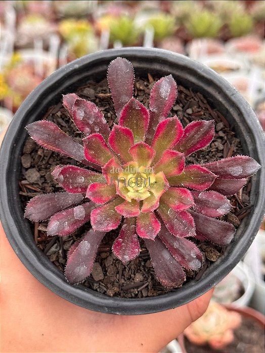 Aeonium mardi gras