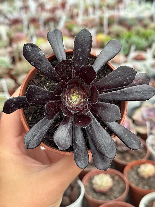 Aeonium big bang